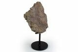 Dinosaur (Triceratops) Frill Shield Section w/ Stand - South Dakota #383236-1